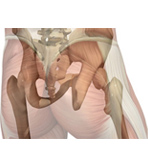 Sacroiliac Joint